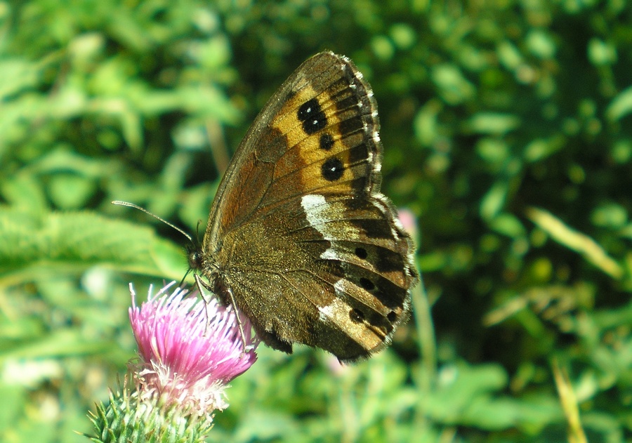 Satyrinae dei M.ti Sibillini da identificare